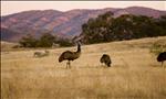 emus in broome